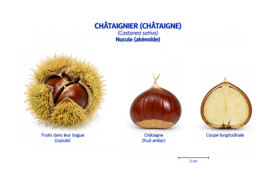 Du fruit à la graine chez le Châtaignier